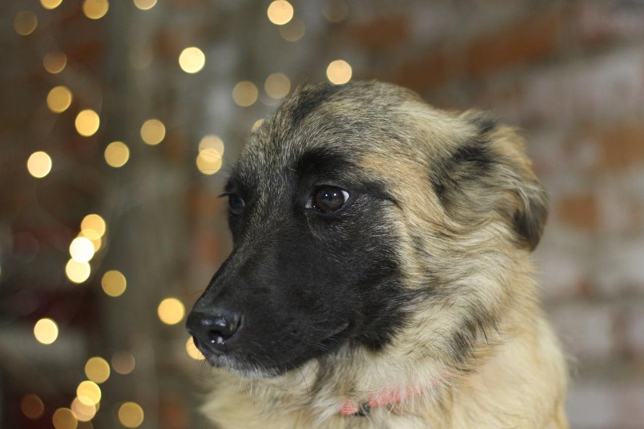 Chiens à adopter